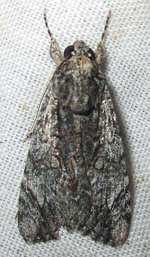 Слика од Ulotrichopus tinctipennis Hampson 1902