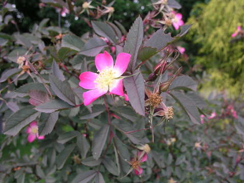 Plancia ëd Rosa glauca Pourret