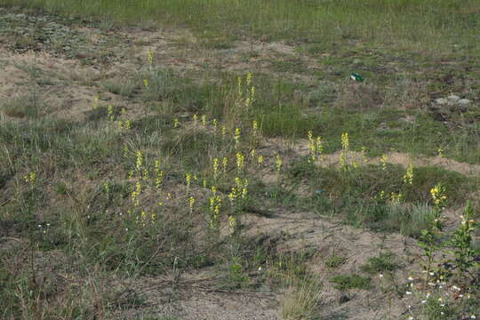 Image of Erysimum canum (Piller & Mitterp.) Polatschek