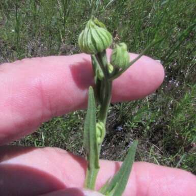 Image of pretty sneezeweed