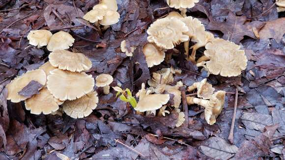 Image of Agrocybe smithii Watling & H. E. Bigelow 1983