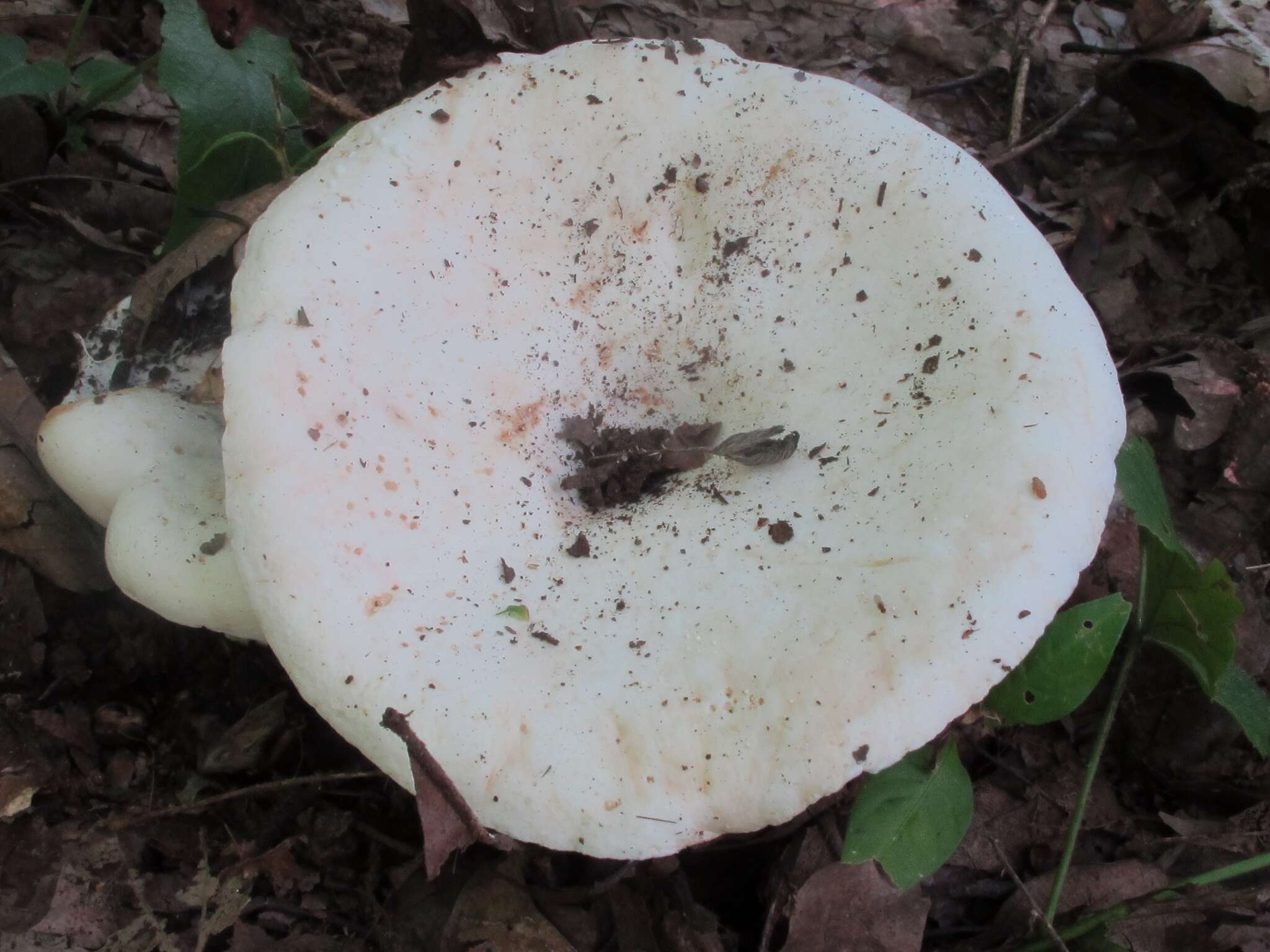 Image of Lactarius piperatus (L.) Pers. 1797