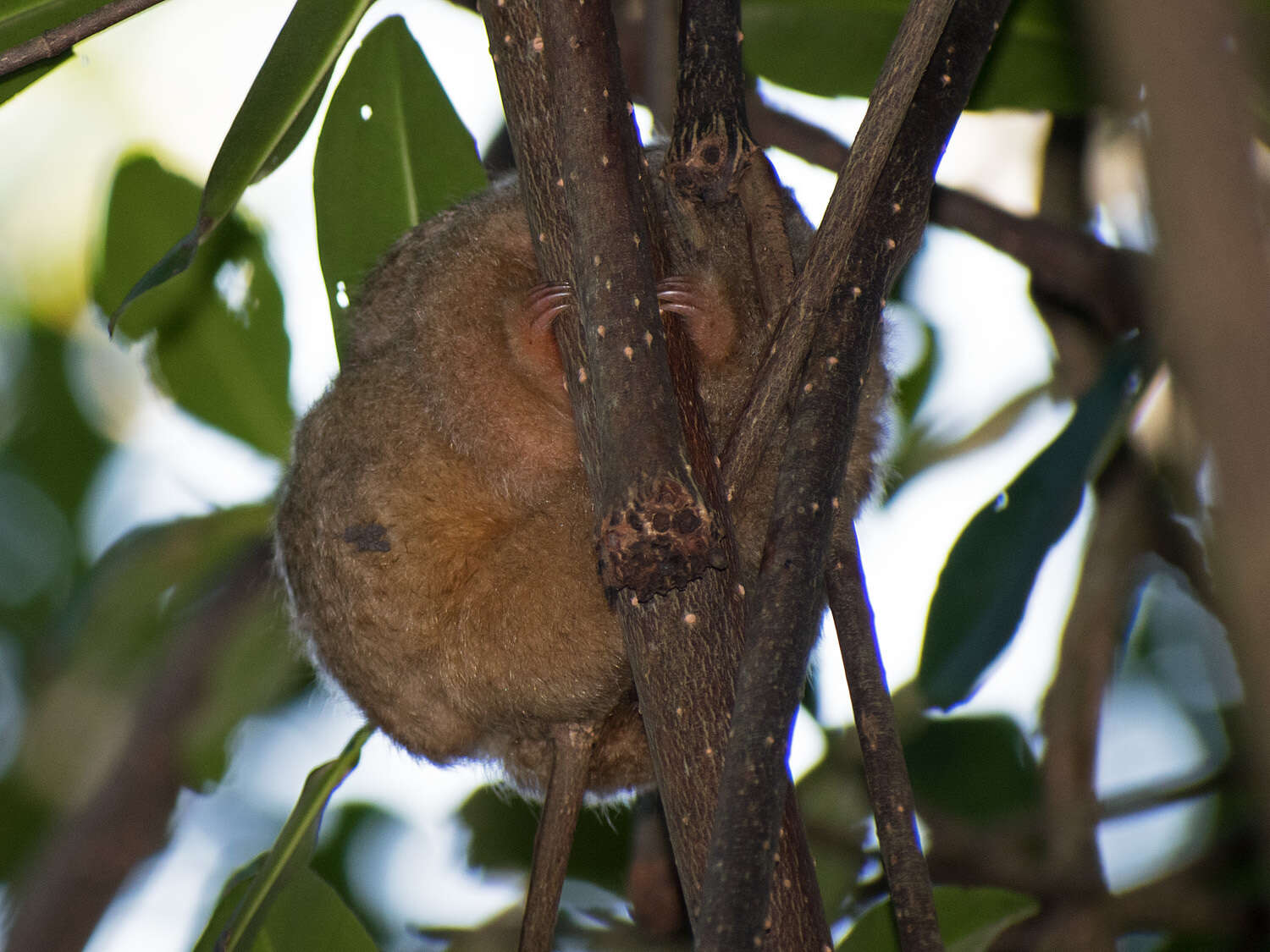 Image of silky anteaters