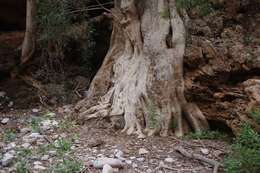 Image of Ficus cordata subsp. cordata