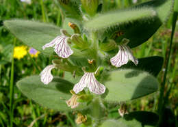 Imagem de Ajuga laxmannii (Murray) Benth.