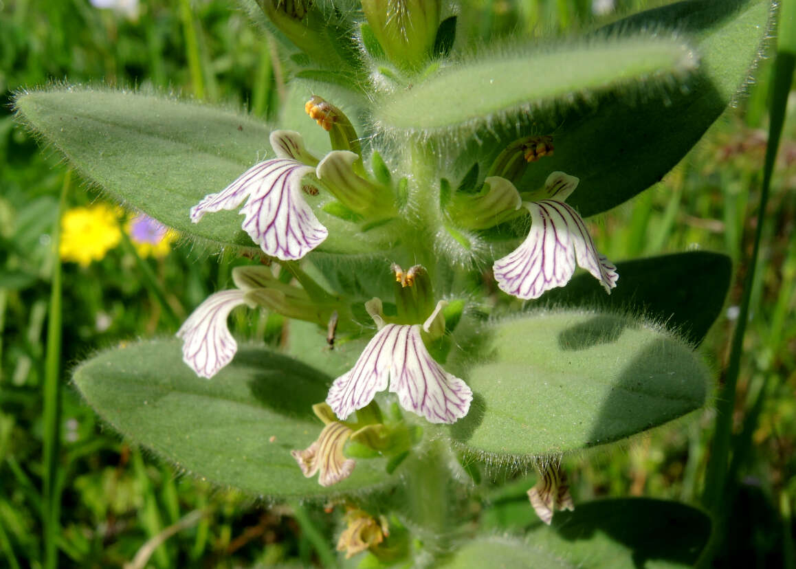 Imagem de Ajuga laxmannii (Murray) Benth.