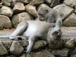 Image of Long-tailed Macaque