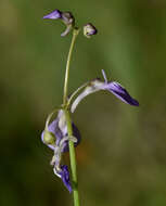 Utricularia blackmanii R. W. Jobson resmi