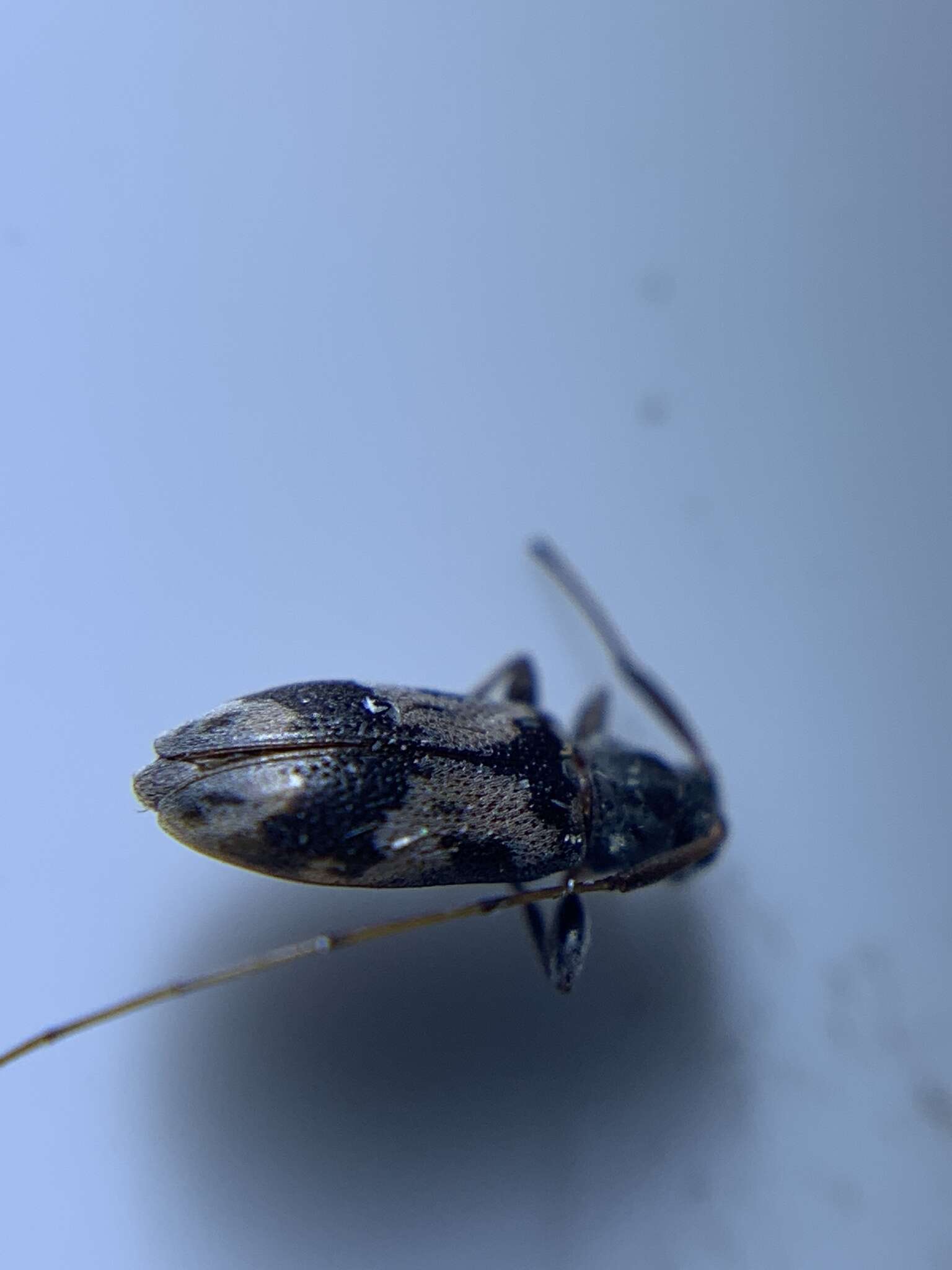 Image of Urgleptes querci (Fitch 1859)