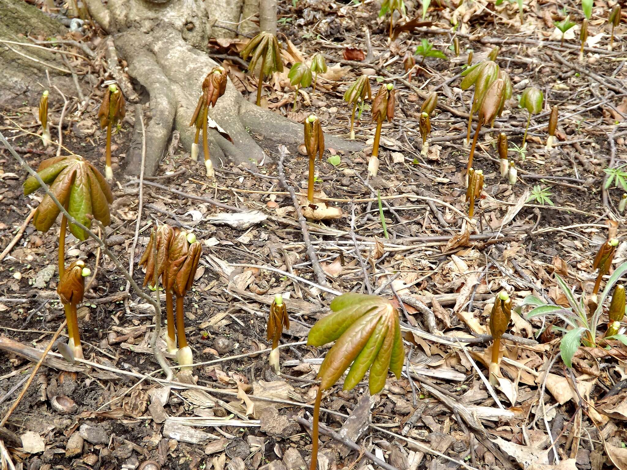 Image of mayapple