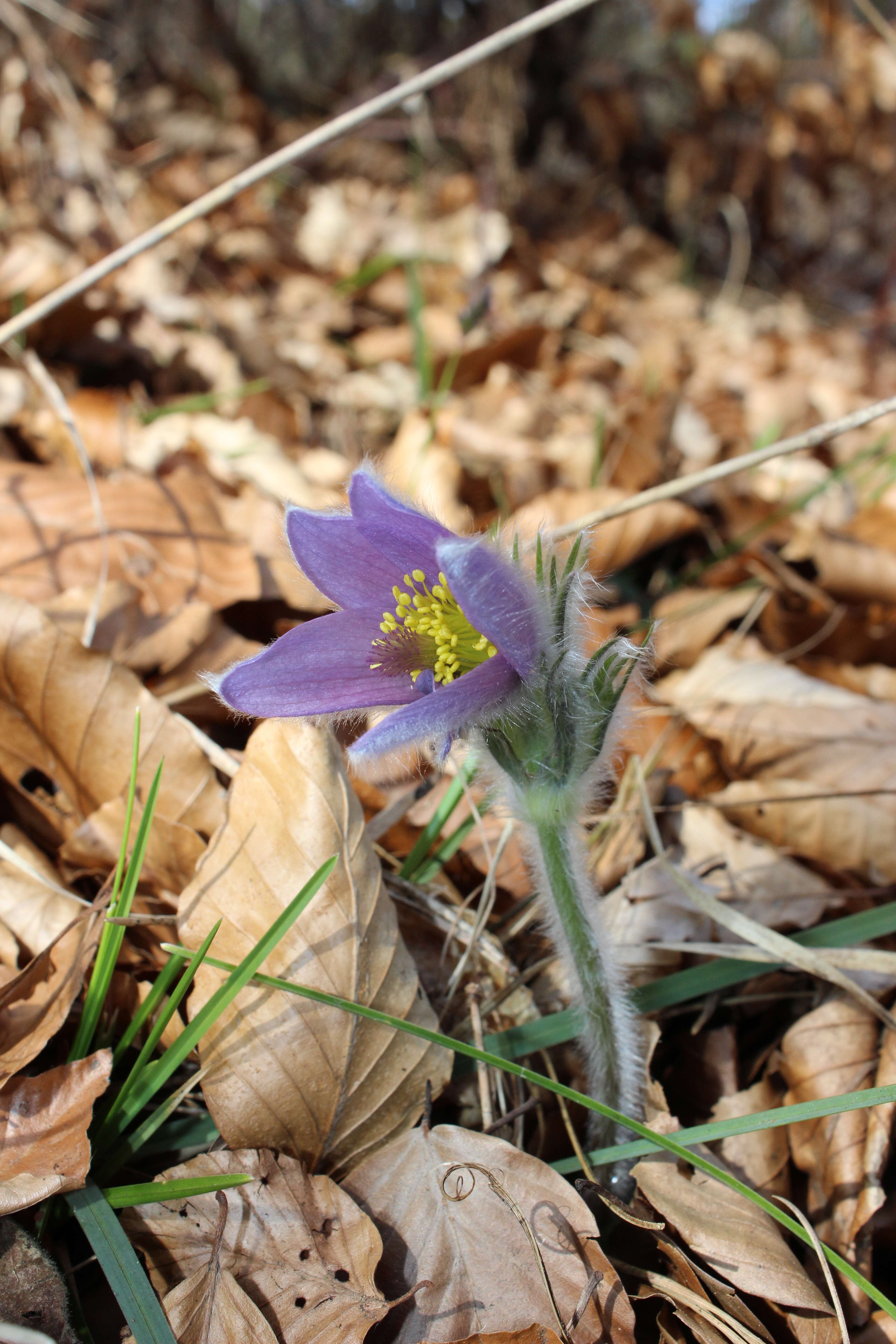 Image of European pasqueflower