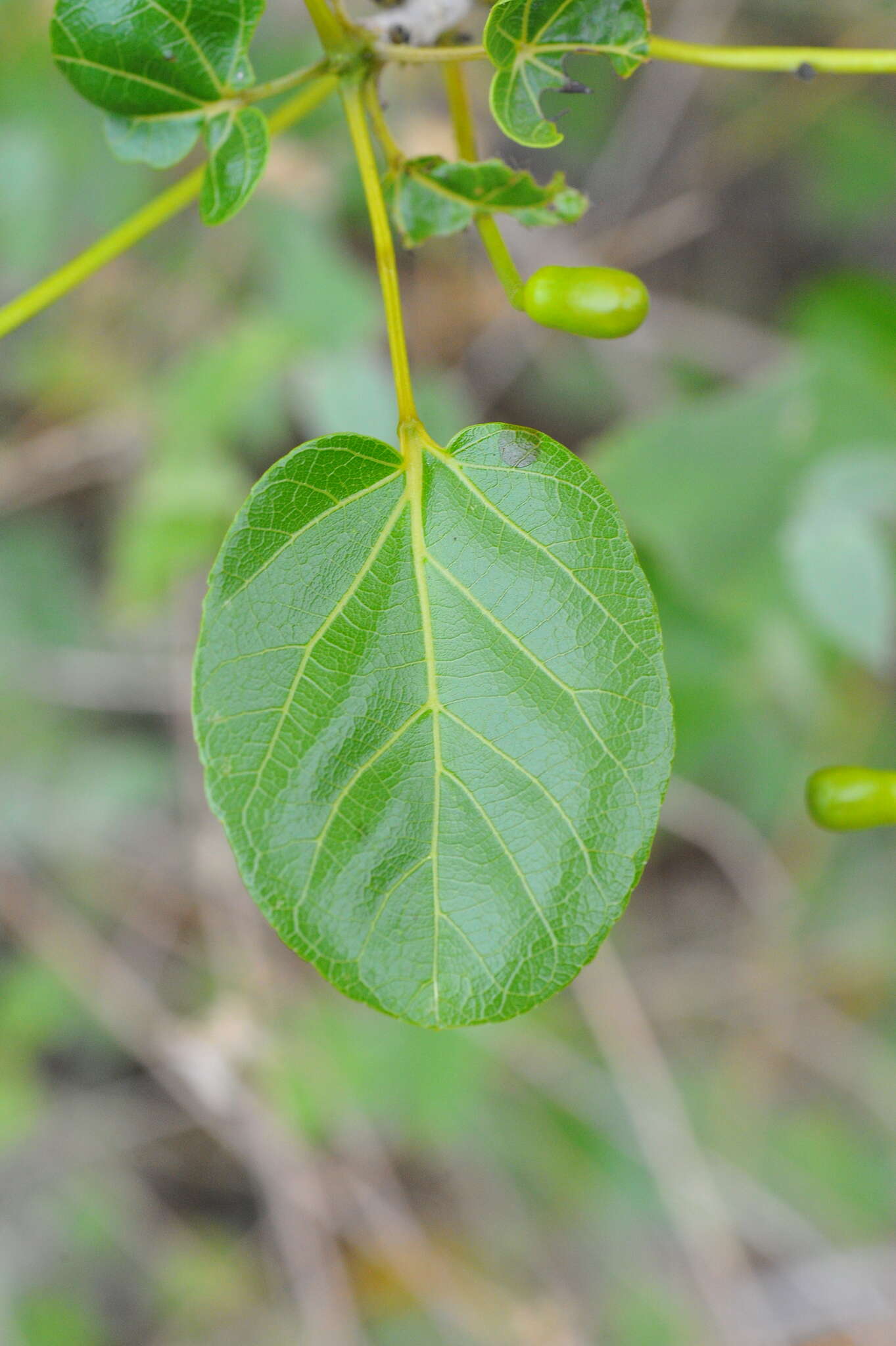 Plancia ëd Spirotecoma spiralis (C. Wright) Pichon