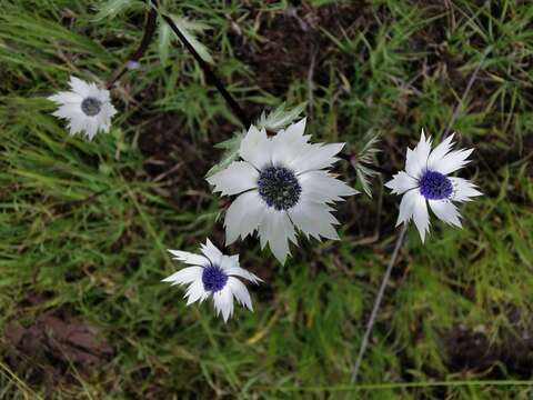 Image de Eryngium lemmonii Coult. & N. E. Rose