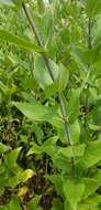 Silphium integrifolium var. laeve Torr. & A. Gray resmi