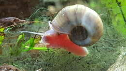 Image of Great Ram's Horn Snail