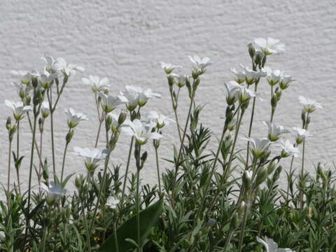 Image of field chickweed