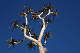 Image of Quiver tree