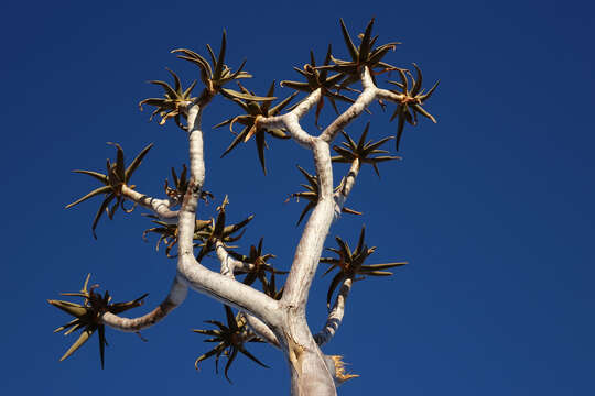 Image of Quiver tree