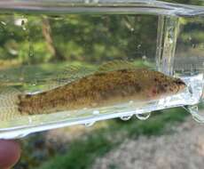 Image of Blackfin darter