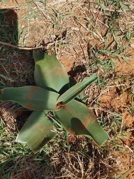 Image of Grassland crinum