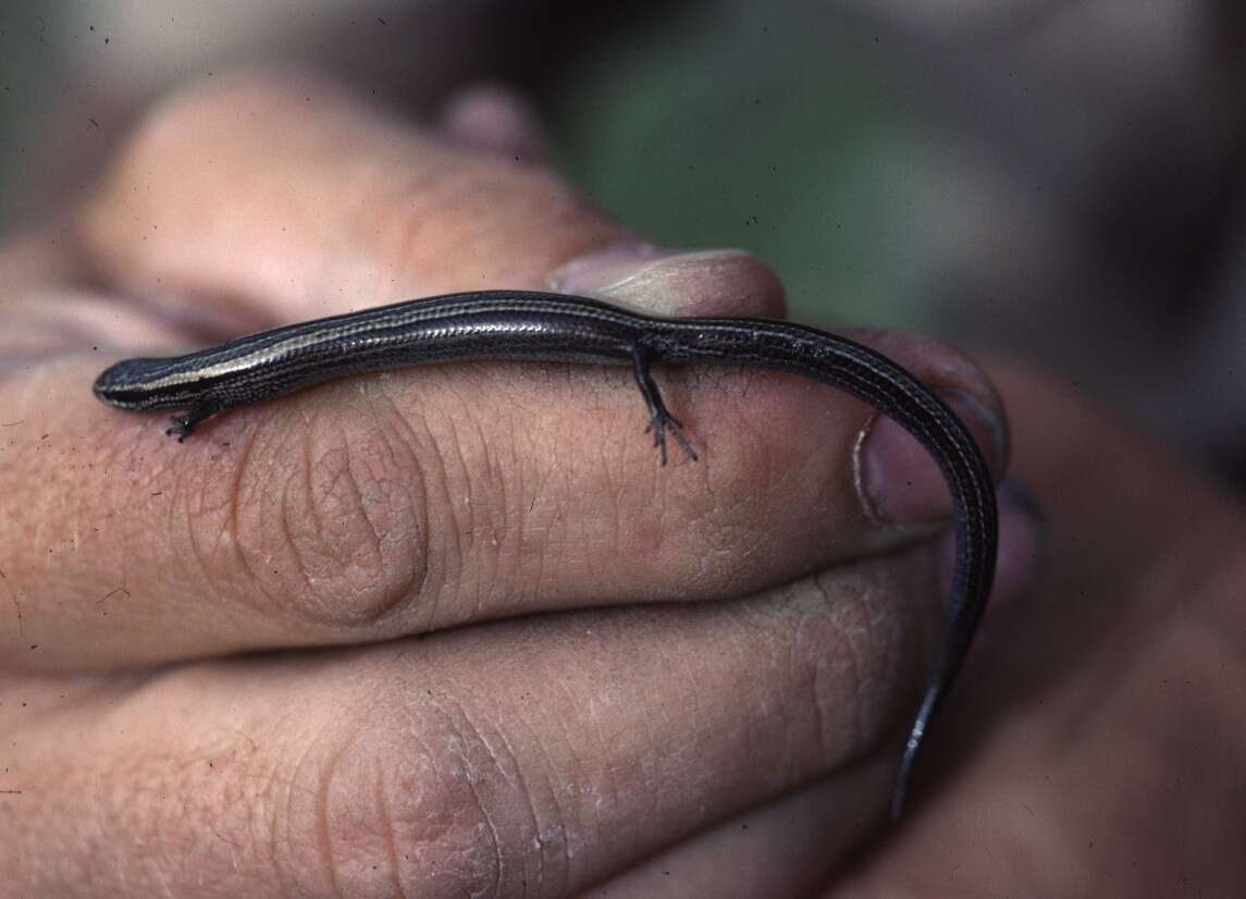 Image of Chernov's Skink