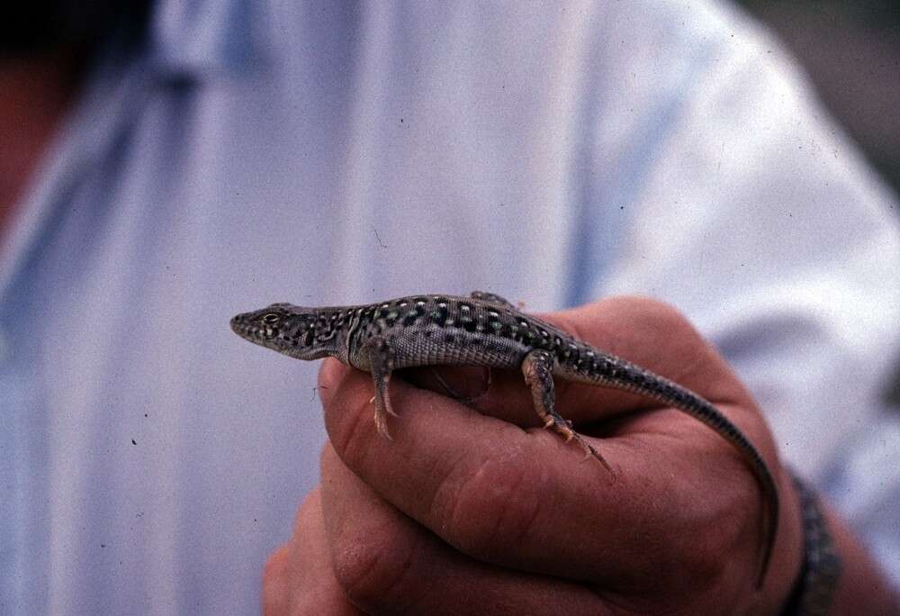 Image of Strauch's Racerunner