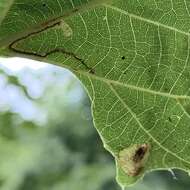 Image of Stigmella tiliella (Braun 1912) Newton et al. 1982