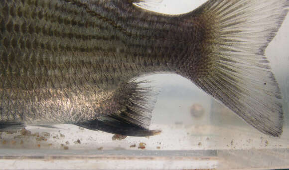 Image of Black bream