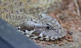 Image of Northern death adder