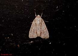 Image of Ochre Dagger Moth