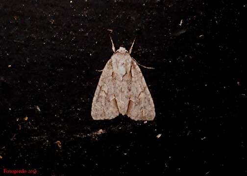 Image of Ochre Dagger Moth