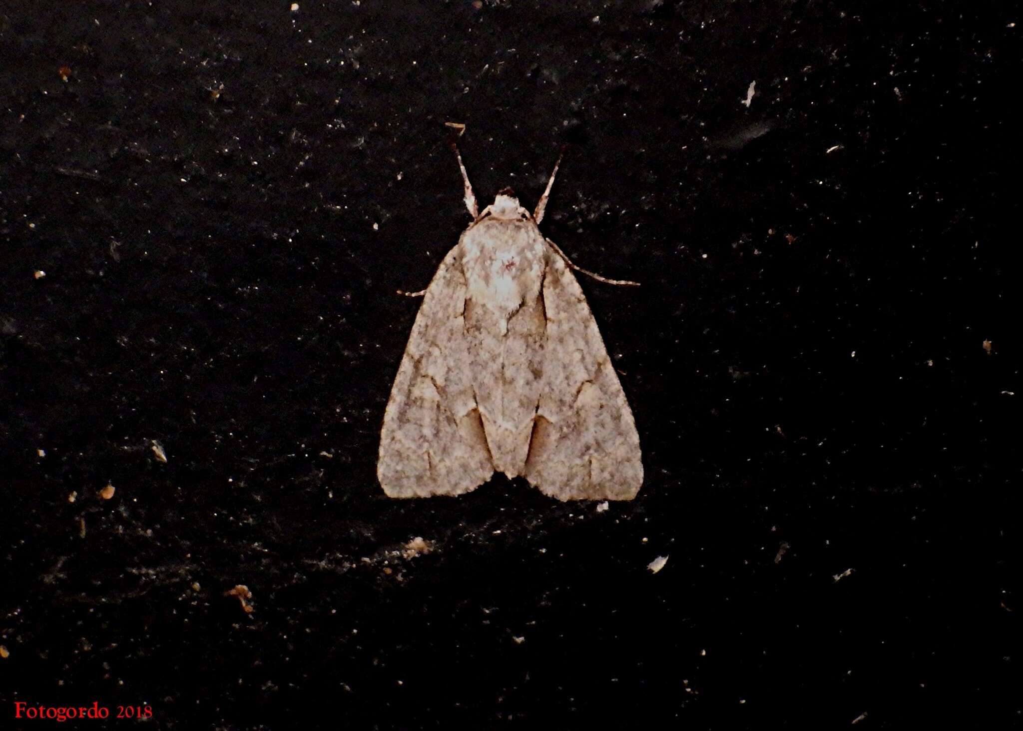 Image of Ochre Dagger Moth