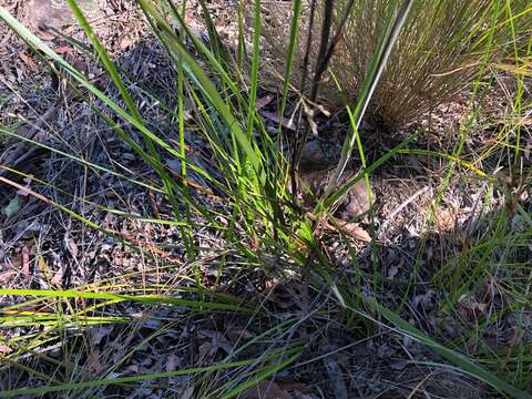 Image of Haemodorum austroqueenslandicum Domin