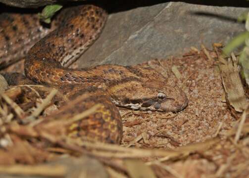 Image of Northern death adder