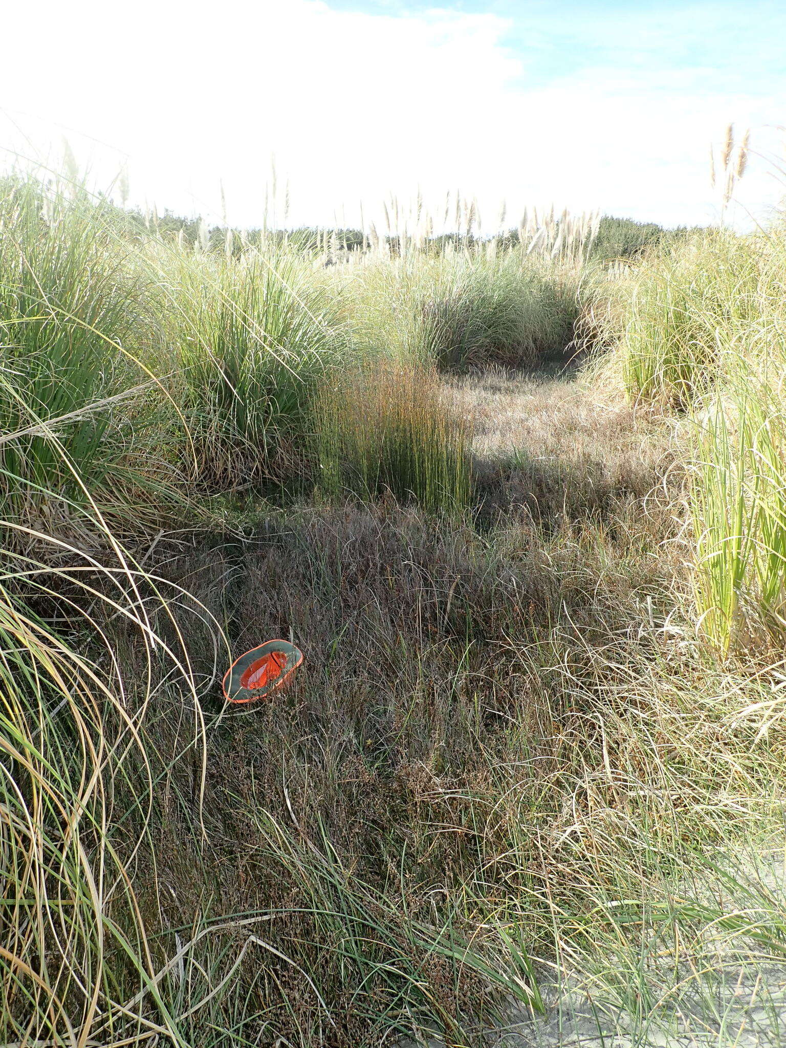 Image of <i>Epilobium billardiereanum</i>