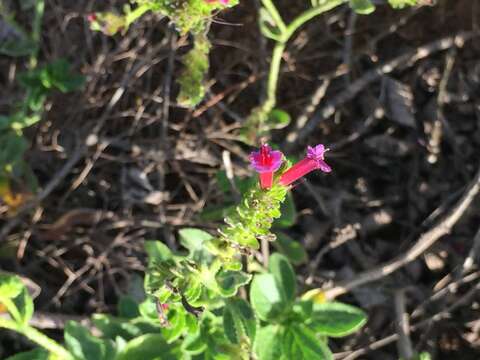 Image of Echium stenosiphon Webb