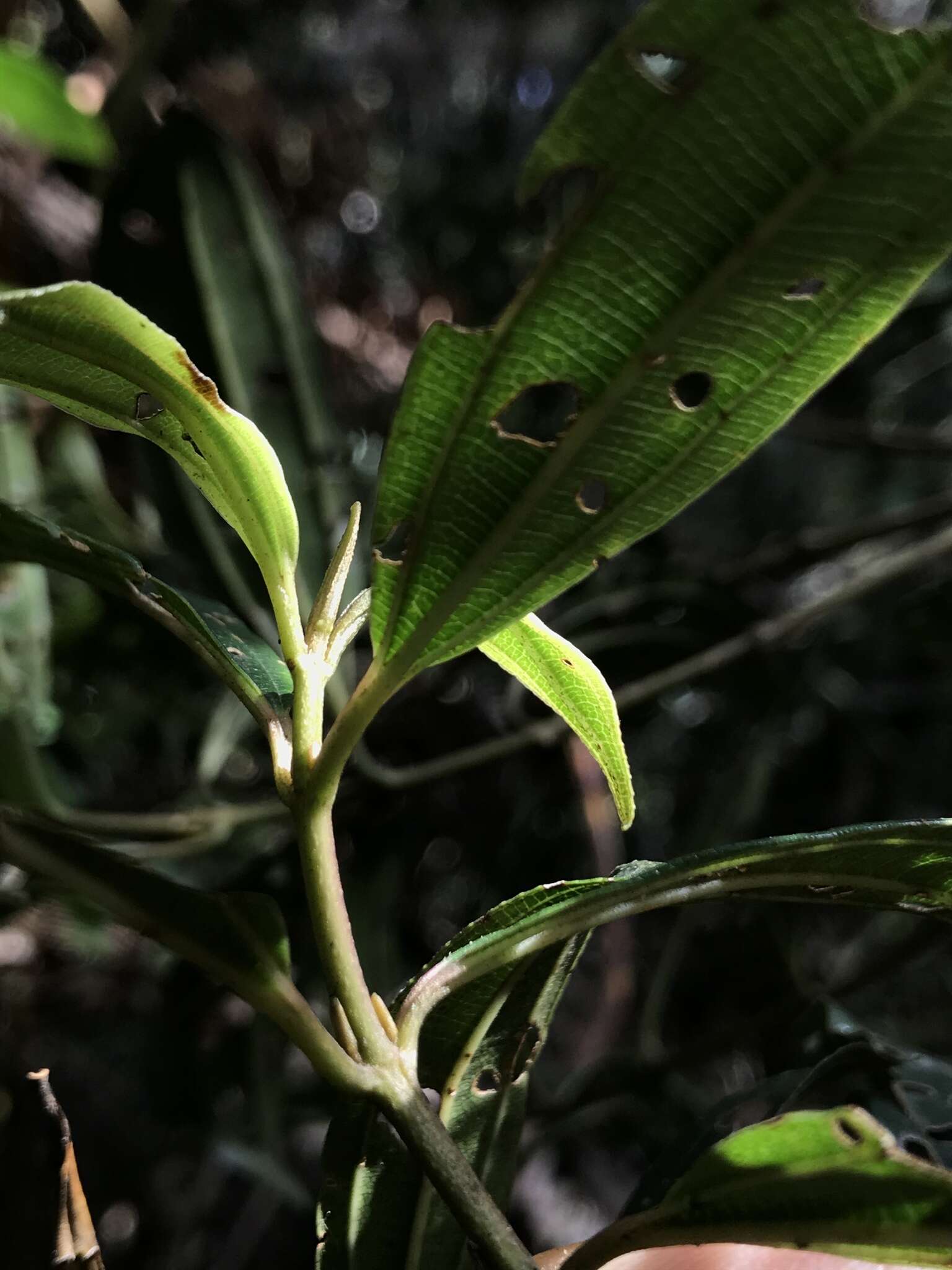 Слика од Miconia theizans (Bonpl.) Cogn.