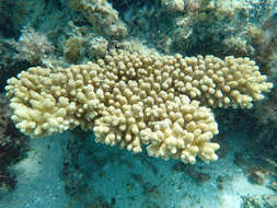 Image of Acropora sarmentosa (Brook 1892)