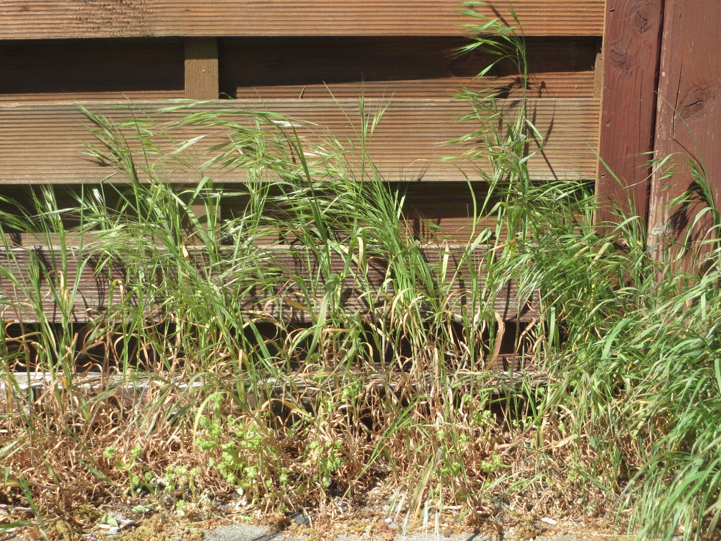 Image of Barren Brome