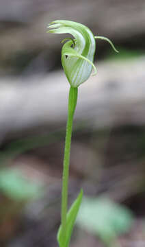 Image of Alpine greenhood