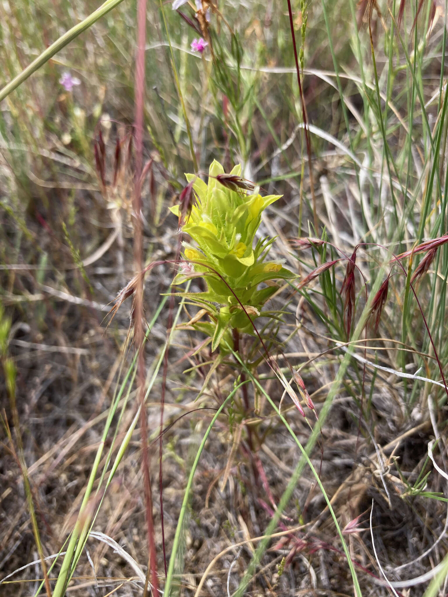 Image of Grand Coulee owl's-clover