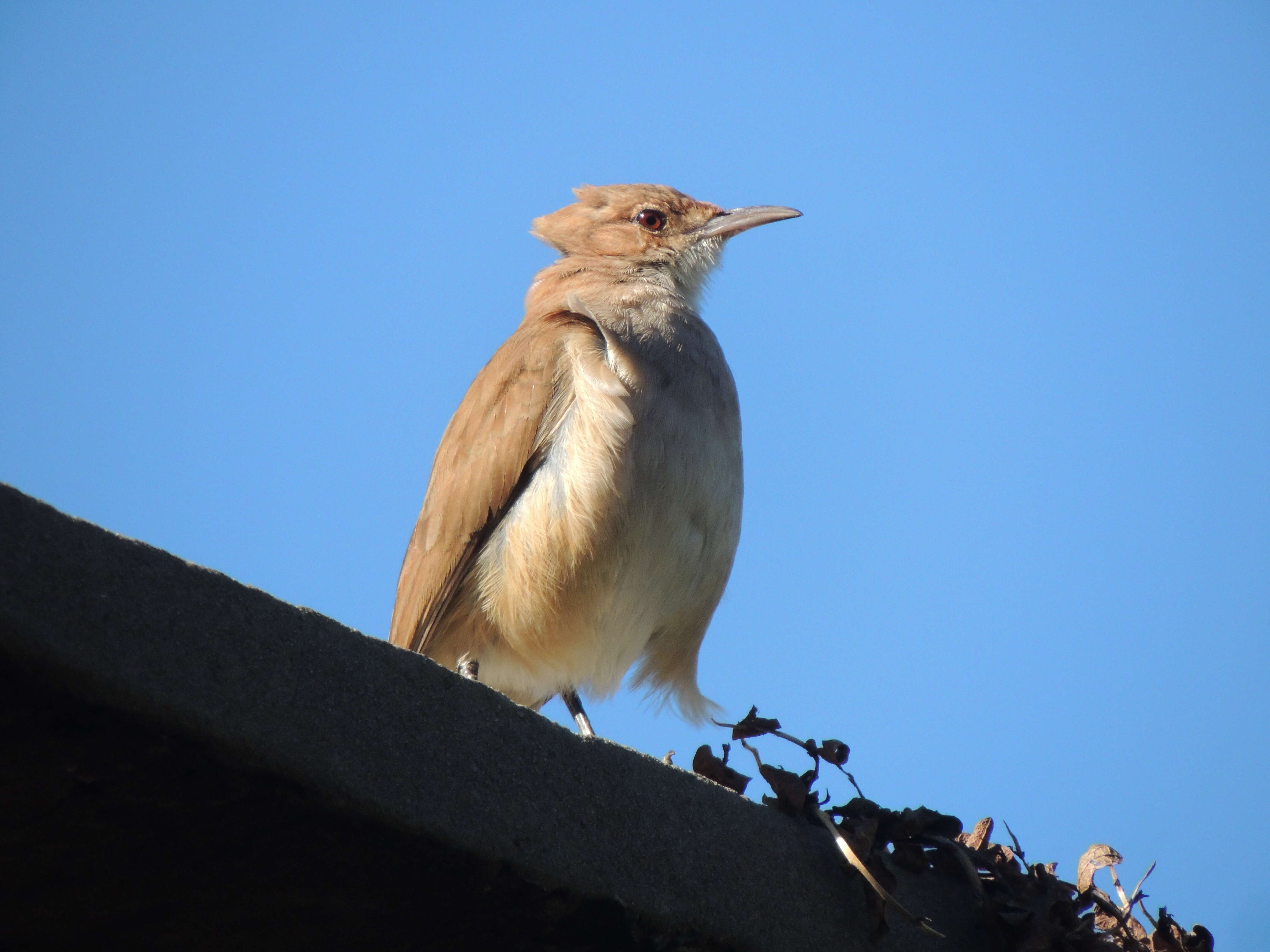 Image of Rufous Hornero