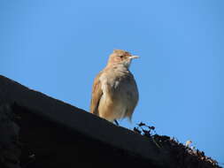 Image of Rufous Hornero