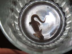 Image of Bosca's Newt