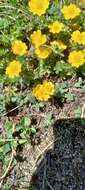 Image of Potentilla ruprechtii Boiss.