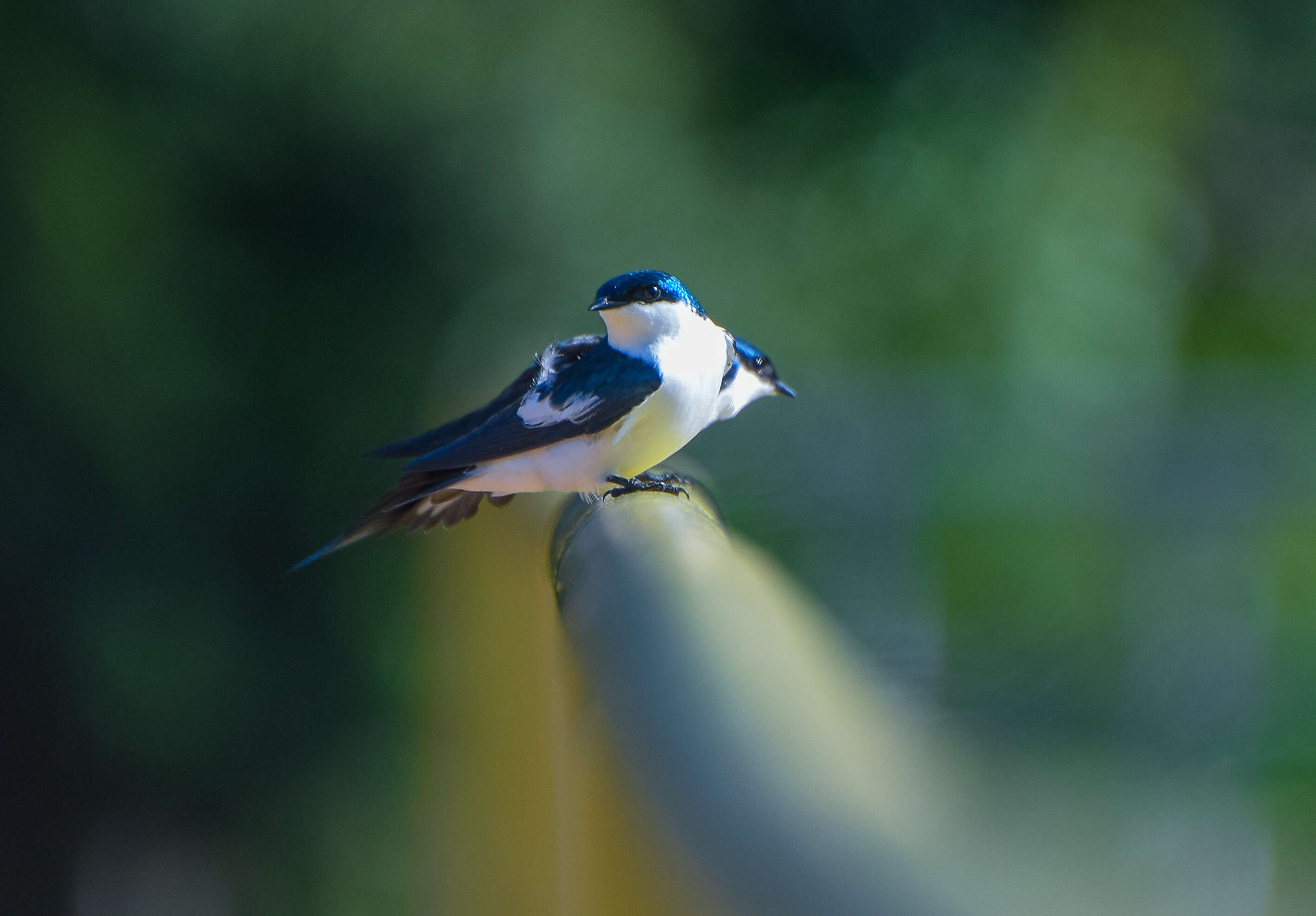 Tachycineta albiventer (Boddaert 1783)的圖片