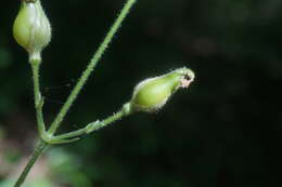 Image of Silene viridiflora L.