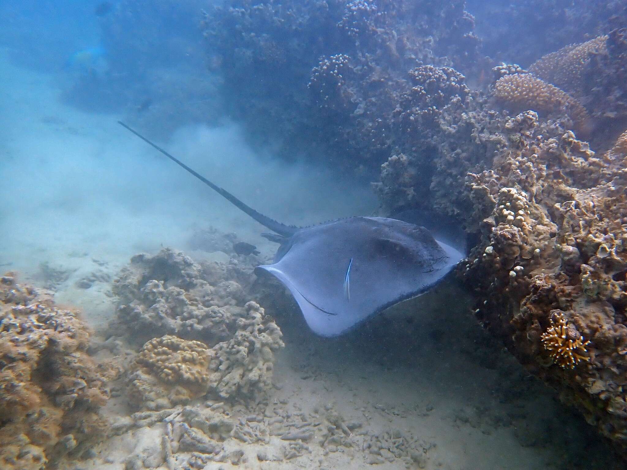 Image of Brown Stingray