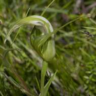 Image of Greenhood orchids