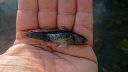 Image of Etheostoma mihileze Mayden 2010